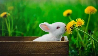 搜狐体育资讯-火箭4人15+终结活塞4连胜 杜兰特32+7